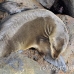 lion_sea_galapagos_san_h_0200_ecu2399.jpg